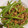 Cooksnap dari Su Phing untuk resep Tumis Buncis Daging Cincang