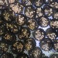 Cooksnap dari Denisa Bedroom untuk resep Cookies coklat mente