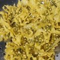Cooksnap dari Nurul Adzkia Oktaviani untuk resep Peyek / Rempeyek Kacang Hijau Renyah Tanpa Kapur Sirih & Santan