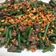 Cooksnap dari sasti untuk resep Tumis buncis sapi cingcang