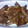 El cooksnap de Eva M Godoy Herrada cuando hizo Chuletillas de cordero currymieladas.