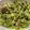 El cooksnap de Elena cuando hizo Guacamole.