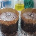 El cooksnap de anmc1970 cuando hizo Torta galesa.