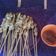 Cooksnap dari Indah Wulandari untuk resep Sate Taichan