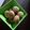 Cooksnap dari Jelita Rindly untuk resep Onde onde kacang ijo kupas