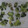 El cooksnap de Mavericks cuando hizo Chips de Kale.