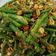 Cooksnap dari Freda Halim untuk resep Buncis Oatmeal Garlic