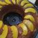 La cooksnap de Teresita Portillo cuando cocinó Rosca de naranja super fácil