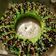 Cooksnap dari Hanna sujarmi untuk resep Bolu Kukus Pandan - Tanpa Mixer