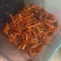 Cooksnap dari Nova Novita Sari untuk resep Sambal kering ubi rambat/jalar manis