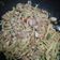 Cooksnap dari Mariya Wijaya untuk resep Spaghetti Aglio Olio - Light and Spicy