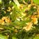 Cooksnap dari trianadewi untuk resep Cah Kangkung Udang