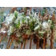 Cooksnap dari Ikha Mariescha untuk resep Sate Ayam Bumbu Bulgogi (Pedes-Simple)