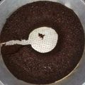 Cooksnap dari siti sadiyah untuk resep Brownise kukus no mixer no oven serba 6sdm
