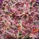 Cooksnap dari Tota Bae untuk resep Sambal matah kecombrang