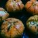 Cooksnap dari Inhapunyadapur untuk resep Korean garlic cheese bread