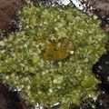 Cooksnap dari Dyahfateema untuk resep Sambal Lombok Ijo ala Rumah Makan Padang