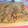 Cooksnap dari Mama Lita untuk resep BOLU PANGGANG LABU KUNING (4 telur)