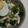 Cooksnap dari Irene MN untuk resep Soto Solo, praktis dan segar