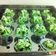 Cooksnap dari Dessy untuk resep Bolu kukus mekar (anti gagal, all in one, ga pake air soda)