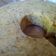 Cooksnap dari Nagisa untuk resep Steamed Banana Cake Endesss