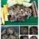 Cooksnap dari Dapur Yas untuk resep Beef Steak