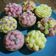 Szabó Buják Márta Cooksnap-ja, amikor elkészítette a(z) Maracujás fehér csokis cupcake receptet.