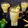 Keshma Raichura's cooksnap of when they made Aam panna.