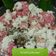 Cooksnap dari Pratiwi Pramuharsih untuk resep Klepon