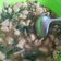 Cooksnap dari Dini Oktorani untuk resep Cah Ayam Jamur Bakmi GM ala Willgoz