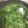 Cooksnap dari Deqda421 untuk resep Sayur Daun Ubi Tumbuk