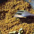 Cooksnap dari Jumaila untuk resep Abon Ikan Lele