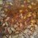 Cooksnap dari syifa_fendi untuk resep Chicken teriyaki