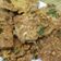 Cooksnap dari ekitchen untuk resep Tempe Mendoan Simple