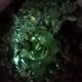 Cooksnap dari Ima cholydia untuk resep Sayur Bening kelor