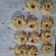 Cooksnap dari Sunnov untuk resep Sagu Keju Lumer simple rekomended (cookies)