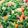 Daniela Innamorati's cooksnap of when they made Minestrone di verdure fresche.
