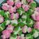 Cooksnap dari Keke's Kitchen untuk resep Bolu Kukus Merdeka