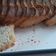 Cooksnap dari hadra untuk resep Roti Ciabatta