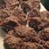 Cooksnap dari poetri faizah untuk resep Bolkus Cokelat Mekar (Tanpa mixer)