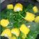 Cooksnap dari Ibu Faqihransyah untuk resep Bening Bayam