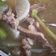 Cooksnap dari Emilia Jahja untuk resep Soto Lobak Bandung (Soto daging bumbu simple)