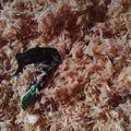 Cooksnap dari Ika Ihsan Ghozali untuk resep Bumbu urap sayur (sangrai)