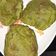 Trisha का कुकस्नैप जब उन्होंने सोया पालक की पूड़ी (soya palak ki poori recipe in Hindi) बनाया था।