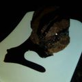 El cooksnap de katyherediakhg@gmail.com cuando hizo Bizcocho de chocolate rápido.