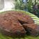 Cooksnap dari Herlina Raditya untuk resep Bolu irit oreo