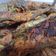 Cooksnap dari Nus Sasmita CabeRawit untuk resep Lele Bakar Teflon