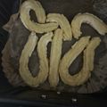 El cooksnap de angaba190 cuando hizo Churros caseros de desayuno de domingo.