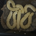 El cooksnap de angaba190 cuando hizo Churros caseros de desayuno de domingo.