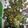 erin.morelli.7's cooksnap of when they made Seasoned Kale Chips.